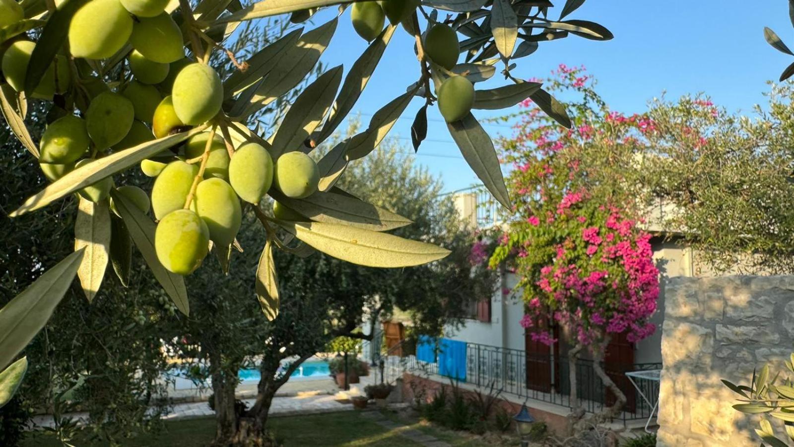 פלטאנס Lily'S Cottage מראה חיצוני תמונה