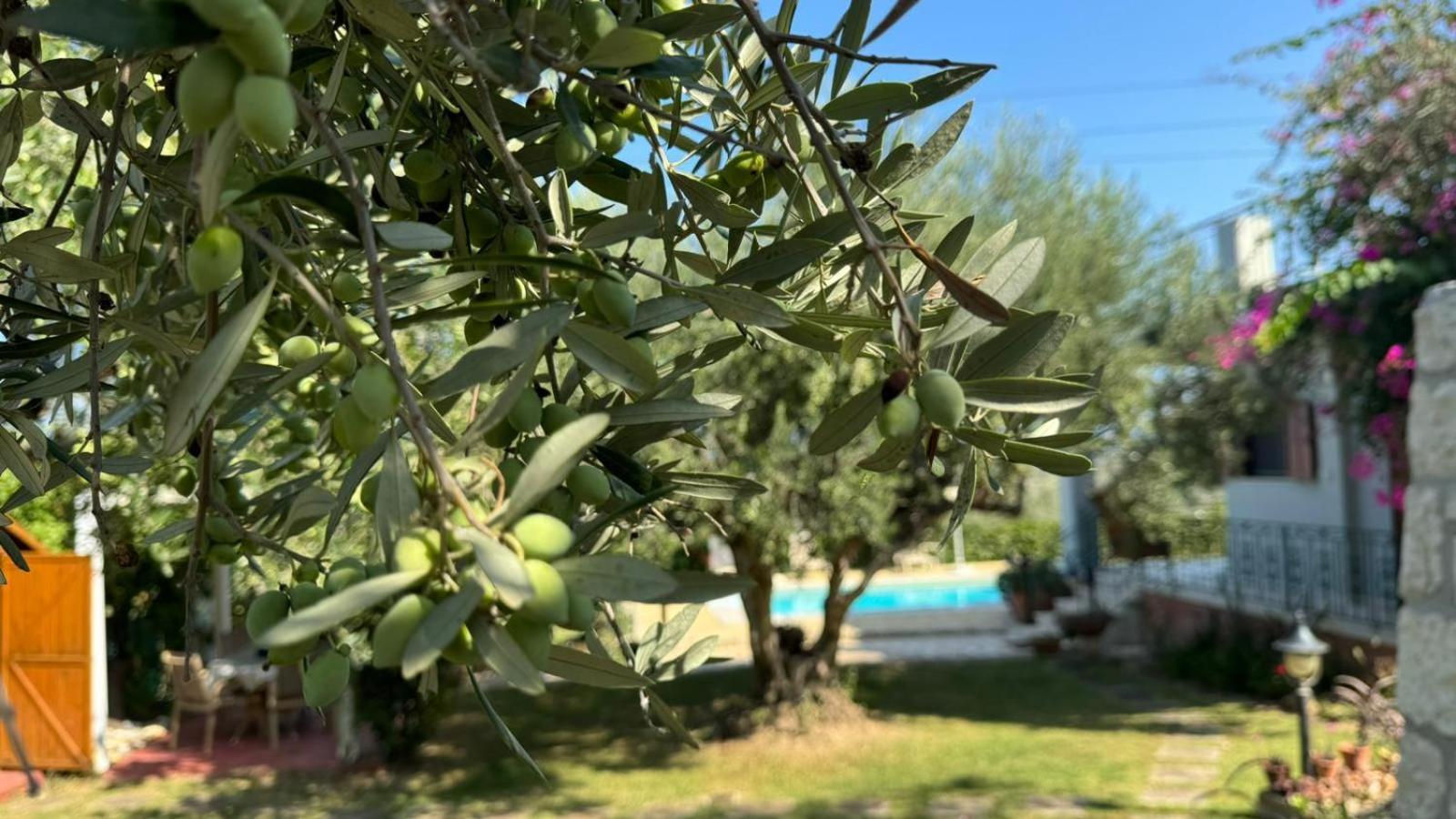 פלטאנס Lily'S Cottage מראה חיצוני תמונה